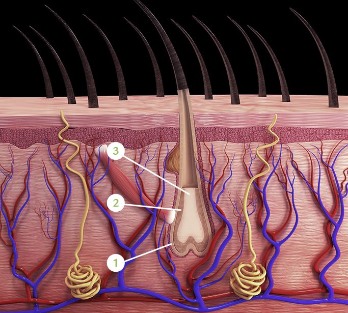 LEARN TO BETTER UNDERSTAND YOUR SCALP AND HAIR LEARN TO BETTER UNDERSTAND YOUR SCALP AND HAIR