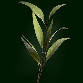 Wirkstoff Eukalyptus | René Furterer