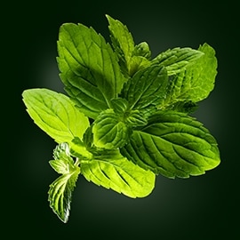 Principio activo de la menta | René Furterer Principio activo de la menta | René Furterer