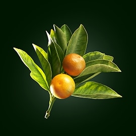 Wirkstoff Orangenbaum | René Furterer