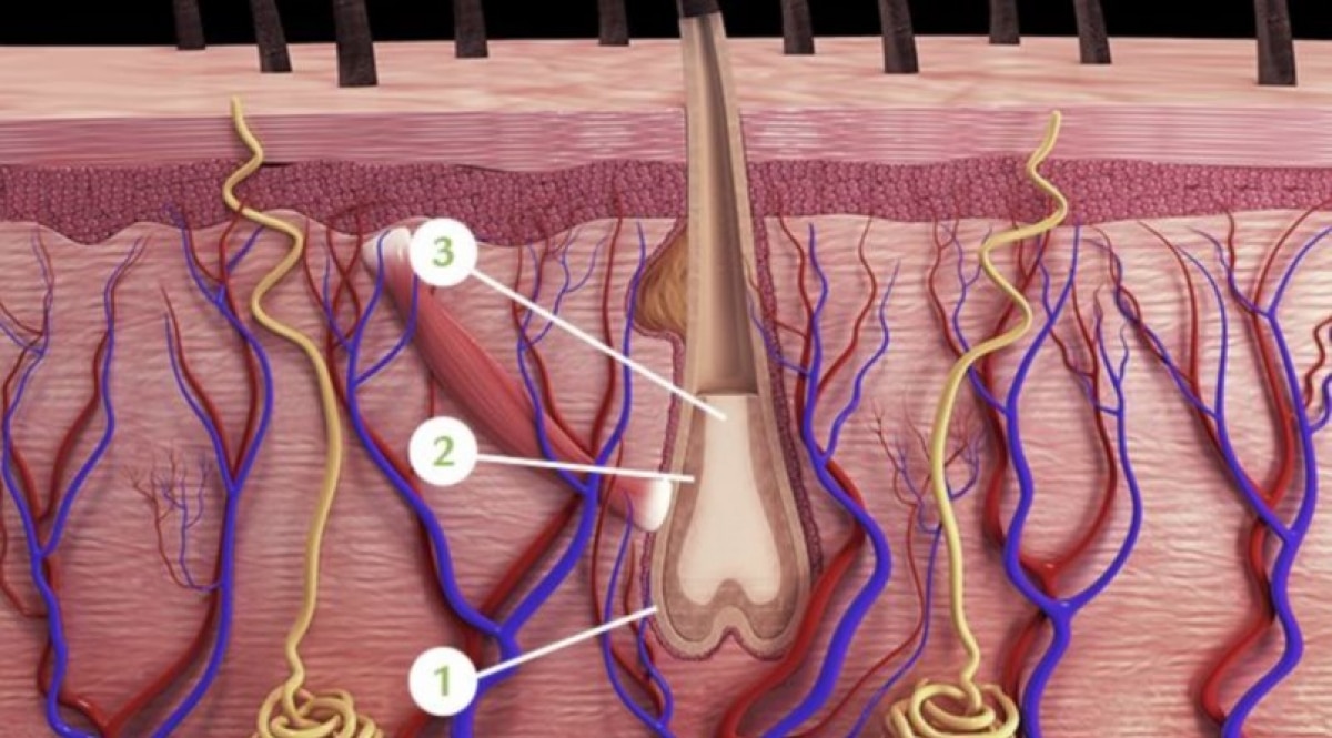 Innovation et science du cheveu René Furterer